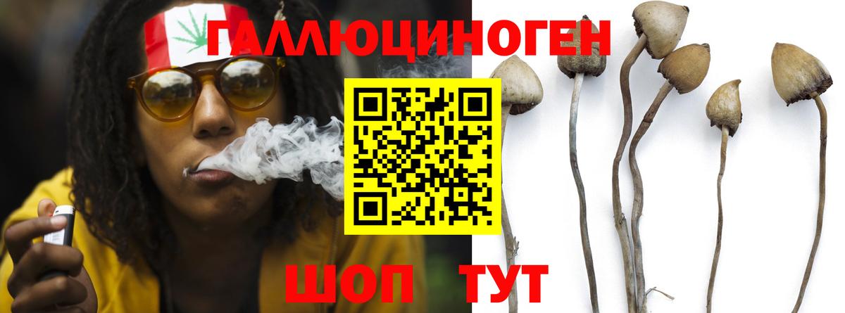 Краснознаменск  Псилоцибиновые грибы Cubensis  Вход с VPN 